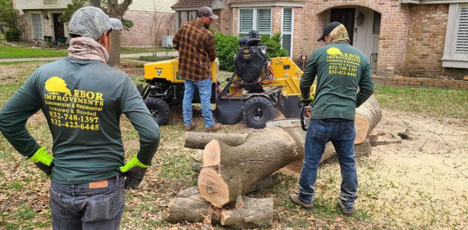 Emergency Tree Removal