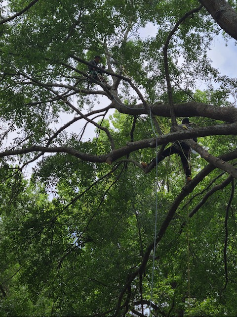 Arbor Improvements of Spartanburg, SC