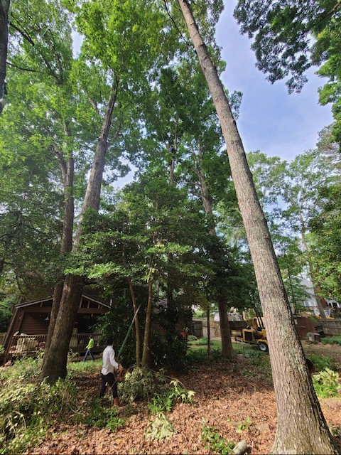Arbor Improvements of Spartanburg, SC
