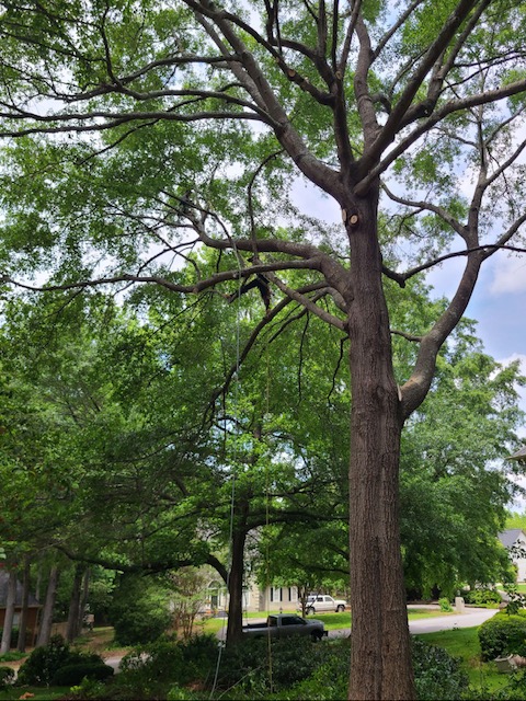 Arbor Improvements of Spartanburg, SC