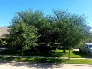 Arbor Improvements of Spartanburg, SC