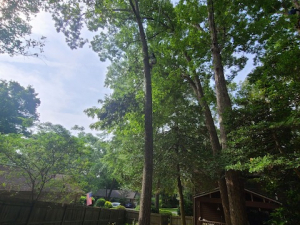 Arbor Improvements of Spartanburg, SC