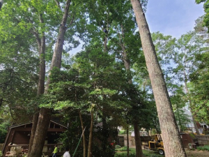 Arbor Improvements of Spartanburg, SC