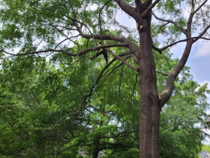Arbor Improvements of Spartanburg, SC
