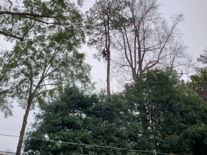 Arbor Improvements of Spartanburg, SC