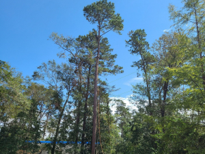 Arbor Improvements of Spartanburg, SC