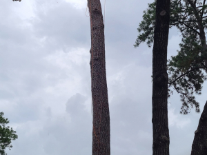 Arbor Improvements of Spartanburg, SC